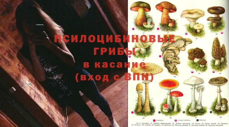 Галлюциногенные грибы Cubensis  Галич 